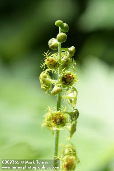 Mitella pentandra