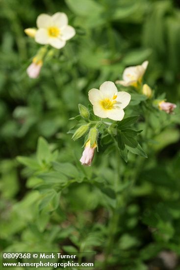 Polemonium carneum
