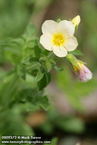 Polemonium carneum
