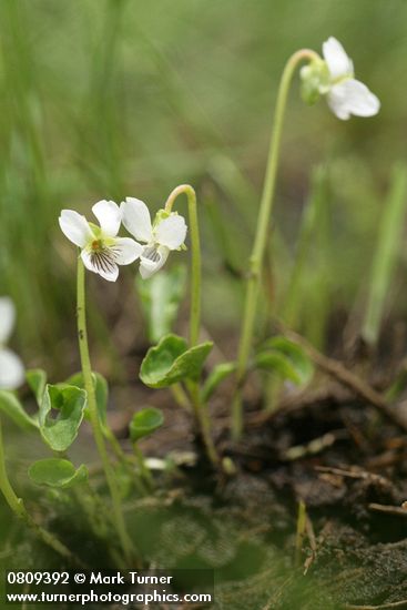 Viola macloskeyi