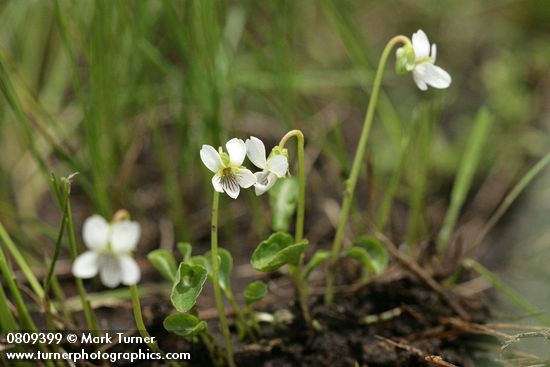 Viola macloskeyi