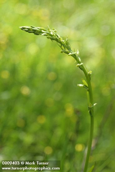 Platanthera sparsiflora