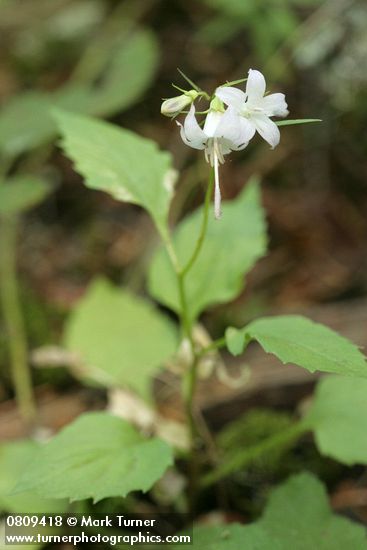 Campanula scouleri