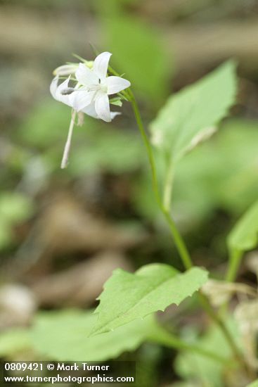 Campanula scouleri