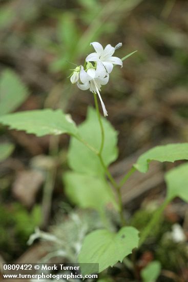 Campanula scouleri