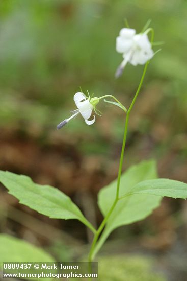 Campanula scouleri