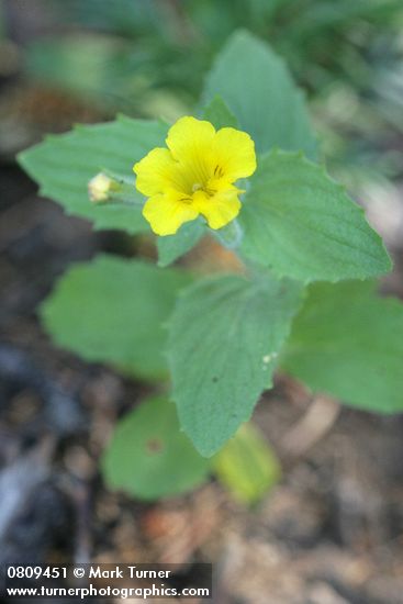 Mimulus moschatus