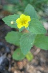 Musk Monkeyflower