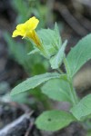 Musk Monkeyflower blossom detail