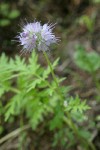 Western Waterleaf