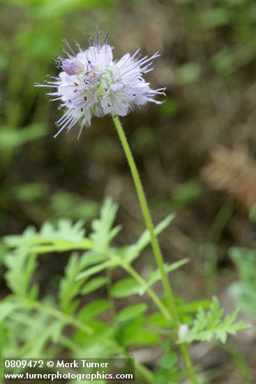 Hydrophyllum occidentale