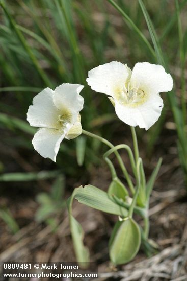 Calochortus subalpinus
