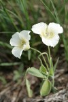 Subalpine Mariposa Lily (Mountain Cat's Ear)