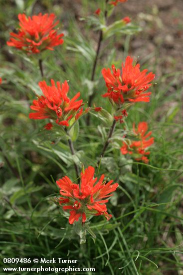 Castilleja hispida