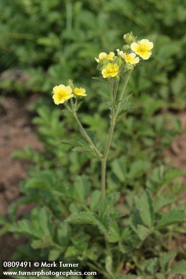 Potentilla drummondii