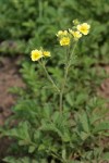 Drummond's Cinquefoil