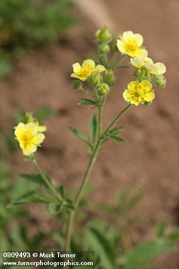 Potentilla drummondii
