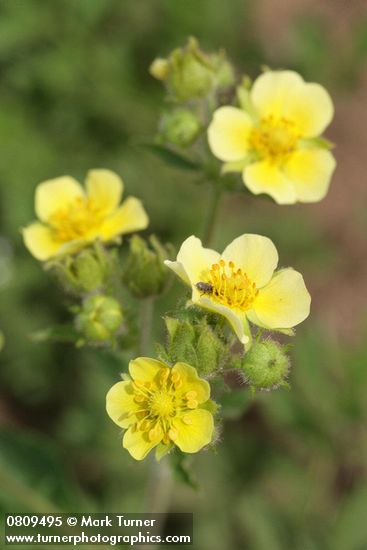 Potentilla drummondii