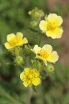 Drummond's Cinquefoil blossoms detail