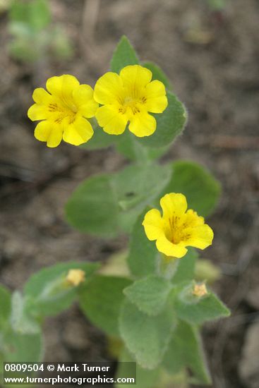 Mimulus moschatus