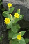Musk Monkeyflower
