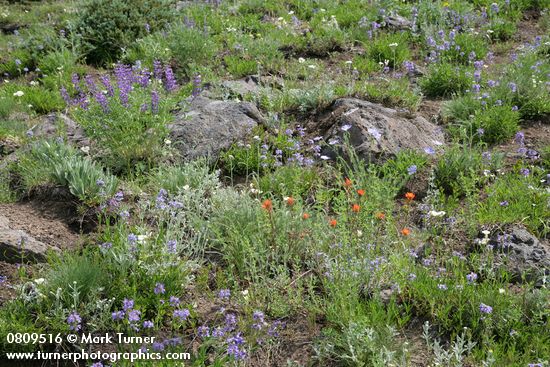 Penstemon procerus; Calochortus subalpinus; Castilleja hispida; Linum lewisii