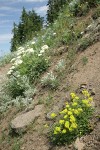 Sulphur Buckwheat, Heartleaf Buckwheat in steep hillside xeric meadow