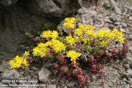 Sedum divergens