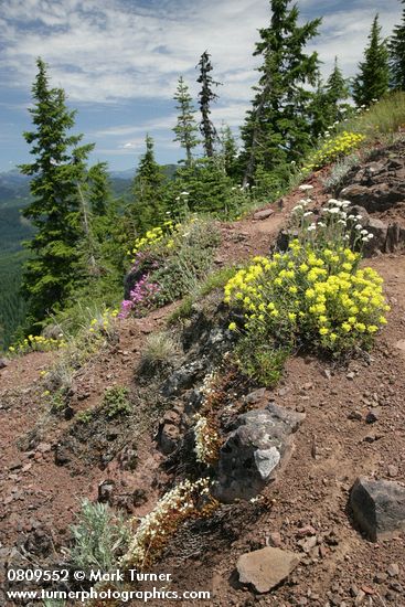 Eriogonum umbellatum; Achillea millefolium; Penstemon rupicola; Saxifraga bronchialis