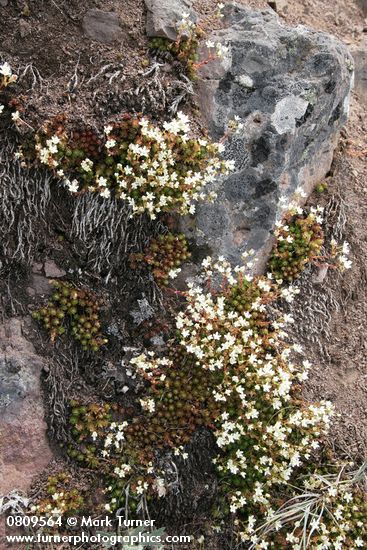 Saxifraga bronchialis