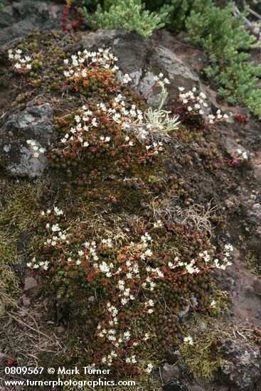 Saxifraga bronchialis