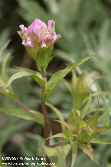 Orthocarpus imbricatus