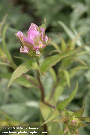 Orthocarpus imbricatus