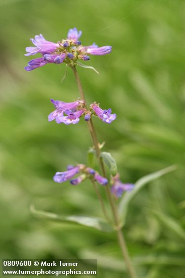 Penstemon procerus