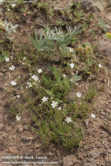 Arenaria capillaris