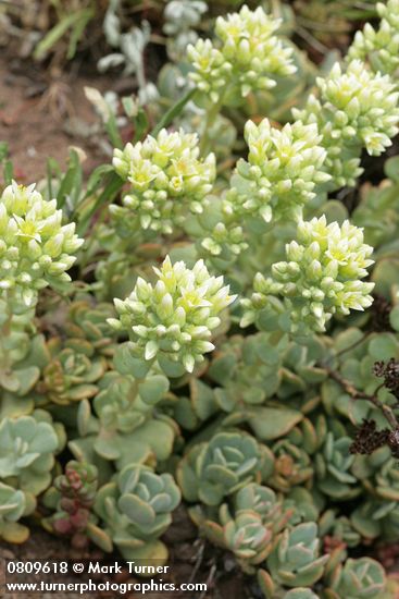 Sedum oregonense
