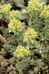 Creamy Flowered Stonecrop