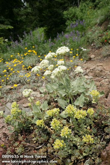 Sedum oregonense; Eriogonum compositum