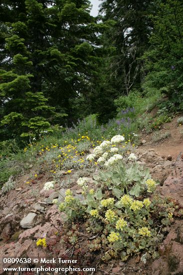 Sedum oregonense; Eriogonum compositum; Sedum divergens