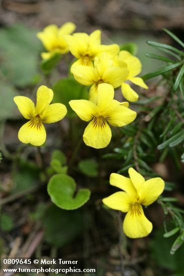 Viola sempervirens