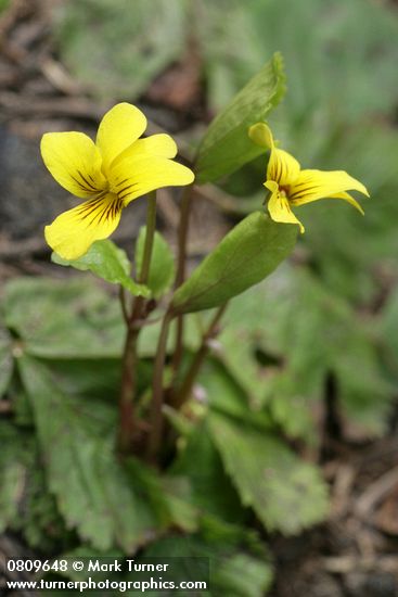 Viola sempervirens