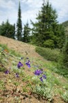 Menzies' Delphinium on open rocky slope