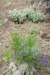 Menzies' Delphiniums w/ Sedge on xeric slope