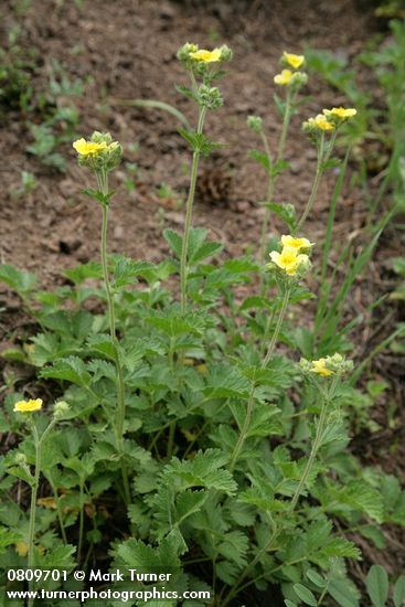 Potentilla drummondii