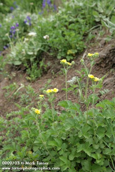 Potentilla drummondii