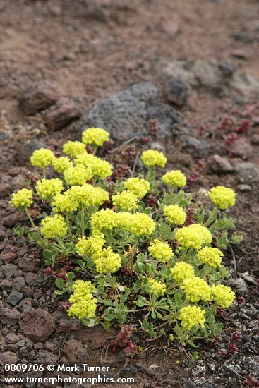 Eriogonum umbellatum