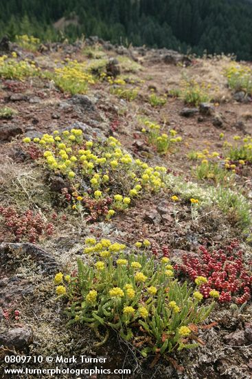 Ivesia gordonii; Eriogonum umbellatum; Sedum divergens