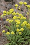 Gordon's Ivesia