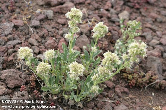 Phacelia heterophylla