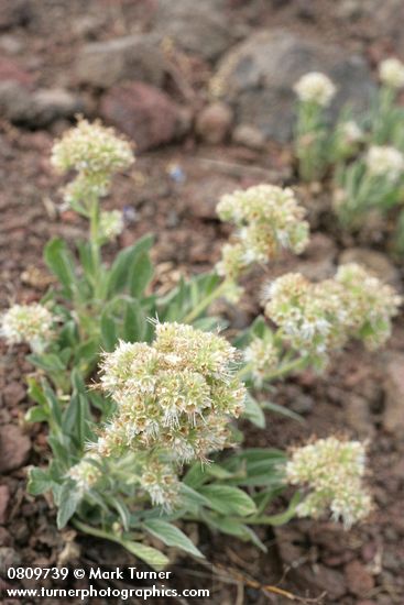 Phacelia heterophylla